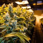 Marijuana in a grow room under lights